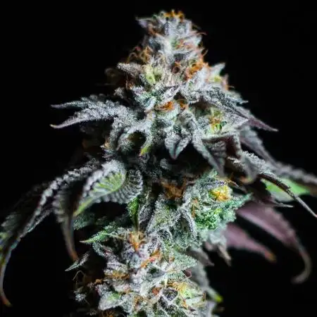 Jelly Breath S1
