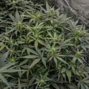 Strawberry Gorilla from Fastbuds