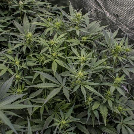 Strawberry Gorilla from Fastbuds