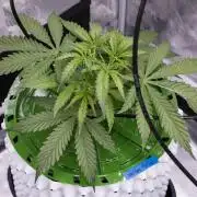 Blueberry Muffin - Humboldt Seed Company