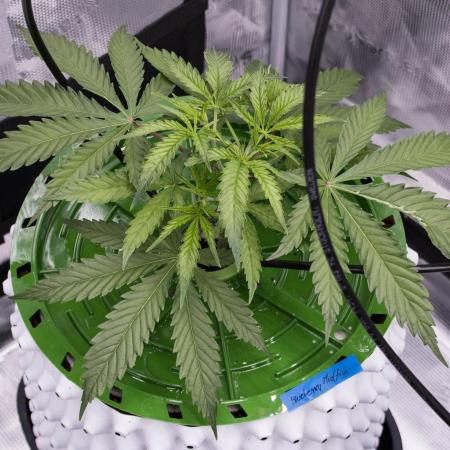 Blueberry Muffin - Humboldt Seed Company