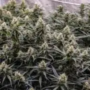 Jet Fuel Gelato Auto by Ganjafarmer