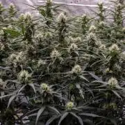 Jet Fuel Gelato Auto by Ganjafarmer