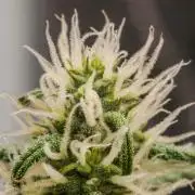 😈 Dark Devil Auto (Sweet Seeds)