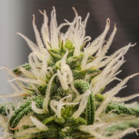 😈 Dark Devil Auto (Sweet Seeds)