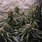 Strawberry Gorilla from Fastbuds