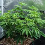 Black Cherry Gushers