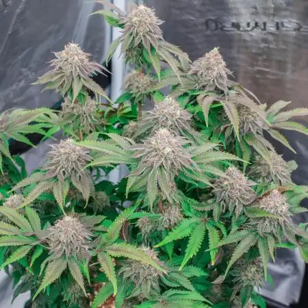 Jelly Breath S1