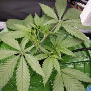 Cherry Bacio - Sensi x Sherbinski