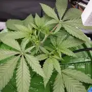 Cherry Bacio - Sensi x Sherbinski