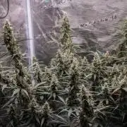 😈 Dark Devil Auto (Sweet Seeds)