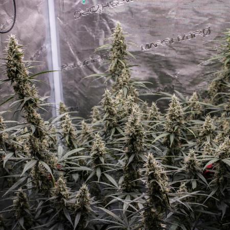 😈 Dark Devil Auto (Sweet Seeds)