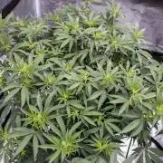 Jelly Donutz by Humboldt Seed Company