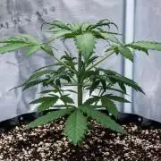 😈 Dark Devil Auto (Sweet Seeds)