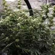 Pineapple Sunrise Auto by Ganjafarmer