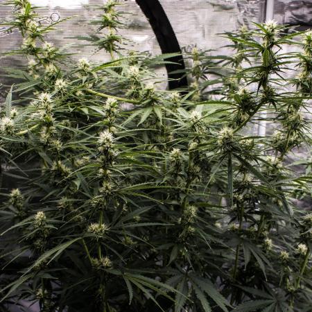 Pineapple Sunrise Auto by Ganjafarmer
