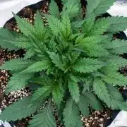 Strawberry Gorilla from Fastbuds