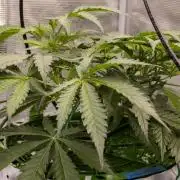 Blueberry Muffin - Humboldt Seed Company