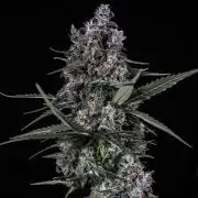 🥊 Banana Purple Punch Auto (Fastbuds)