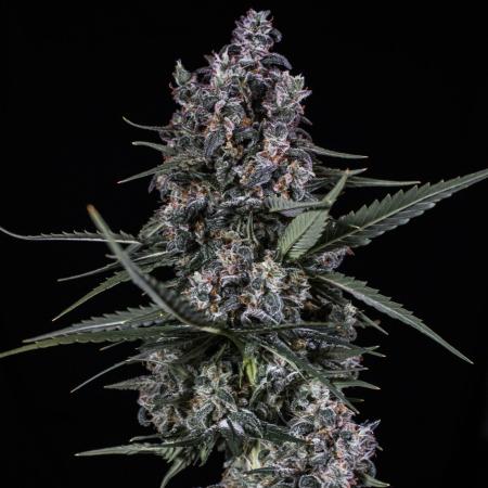 ๐ฅ Banana Purple Punch Auto (Fastbuds)