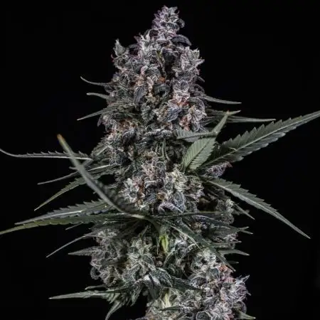 🥊 Banana Purple Punch Auto (Fastbuds)