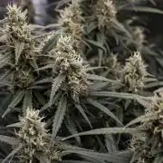 😈 Dark Devil Auto (Sweet Seeds)