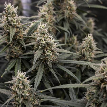 😈 Dark Devil Auto (Sweet Seeds)