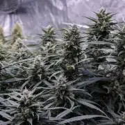 Strawberry Gorilla from Fastbuds