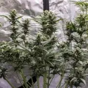 🥊 Banana Purple Punch Auto (Fastbuds)