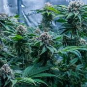 BudWiser Coco grow #2 BG
