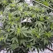 Cherry Bacio - Sensi x Sherbinski