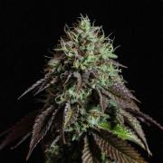 Black Cherry Gushers