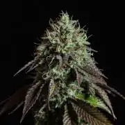 Black Cherry Gushers