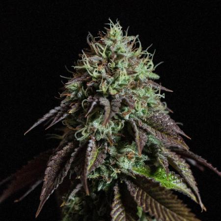 Black Cherry Gushers