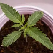 Jelly Donutz by Humboldt Seed Company