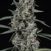 😈 Dark Devil Auto (Sweet Seeds)
