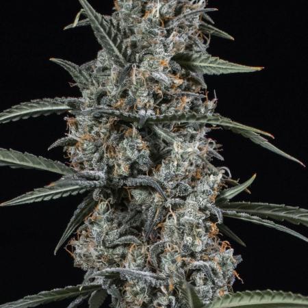 ๐ Dark Devil Auto (Sweet Seeds)