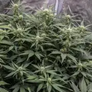 Papaya Cookies from Fastbuds