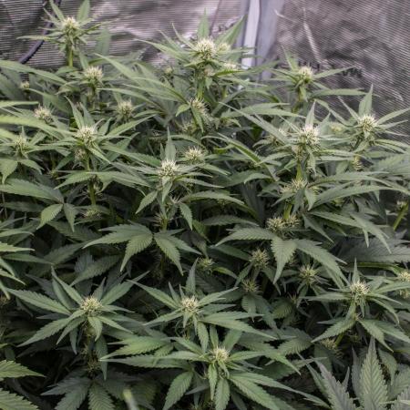 Papaya Cookies from Fastbuds