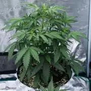 😈 Dark Devil Auto (Sweet Seeds)