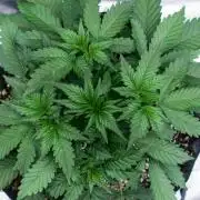Papaya Cookies from Fastbuds