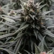 Strawberry Gorilla from Fastbuds