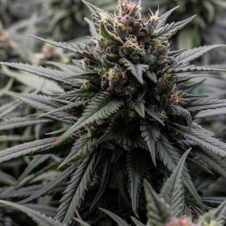 Strawberry Gorilla from Fastbuds