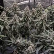 🥊 Banana Purple Punch Auto (Fastbuds)