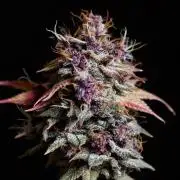 Red Hot Cookies