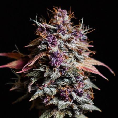 Red Hot Cookies