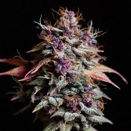Red Hot Cookies
