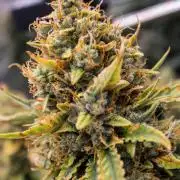 Papaya Cookies from Fastbuds