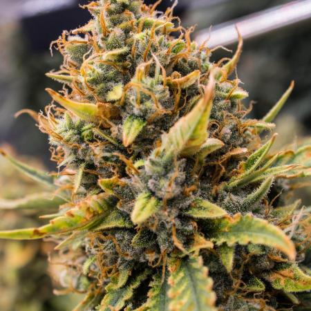 Papaya Cookies from Fastbuds
