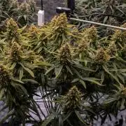 Papaya Cookies from Fastbuds